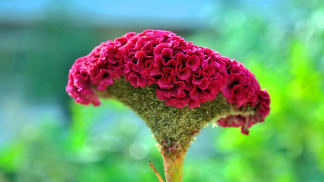 Цветы петушиные гребешки