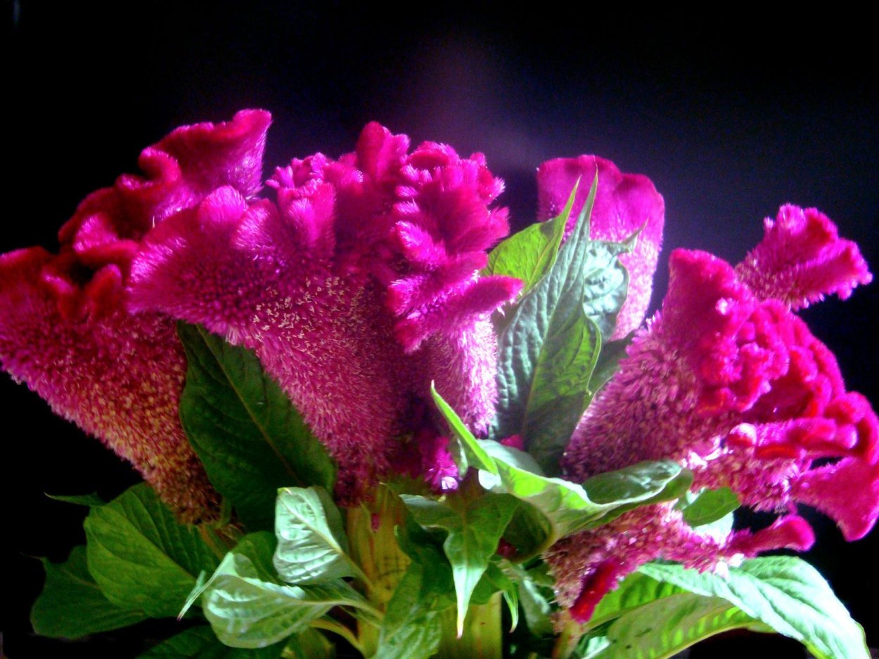 Целозия с петуньями