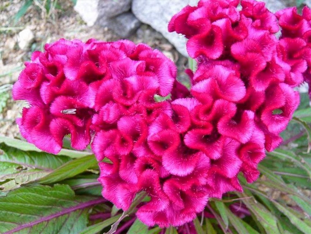 Целозия петушиный гребешок многолетник