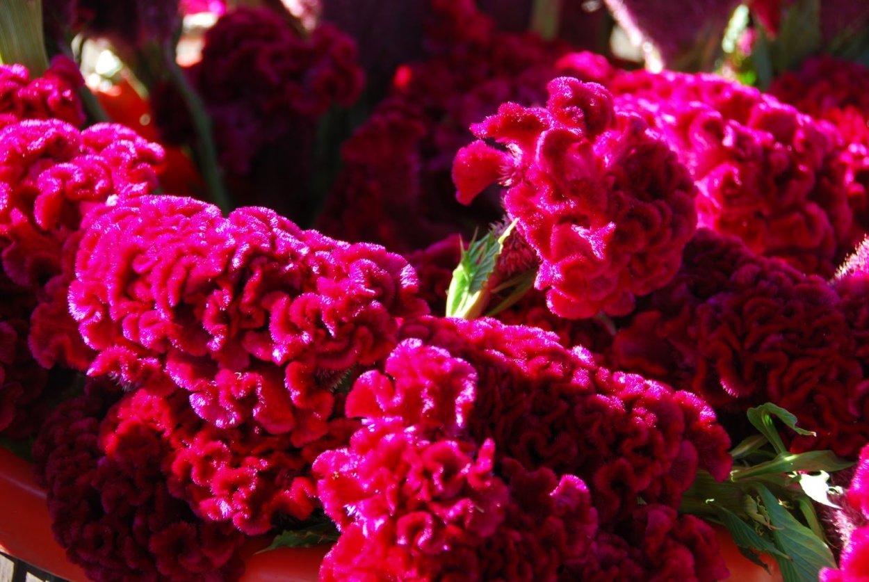 Целозия бархатная