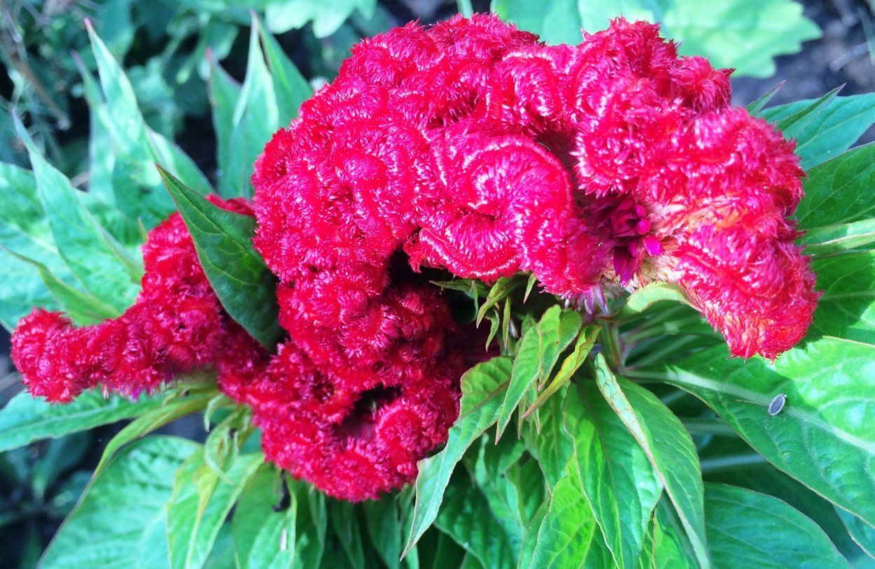 Цветы целозия гребенчатая