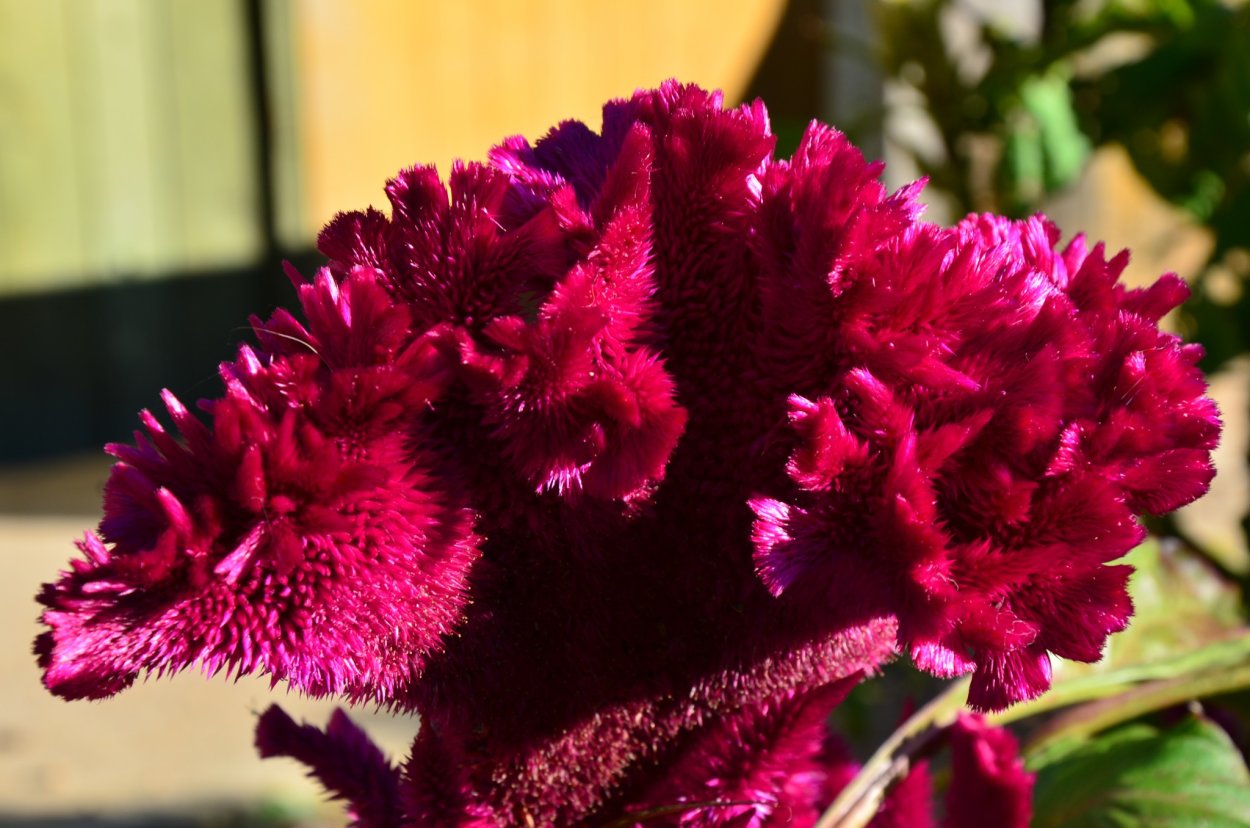 Целозия гребенчатая петушиный гребешок