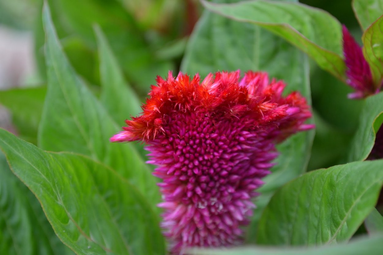 Целозия перистая Глориас