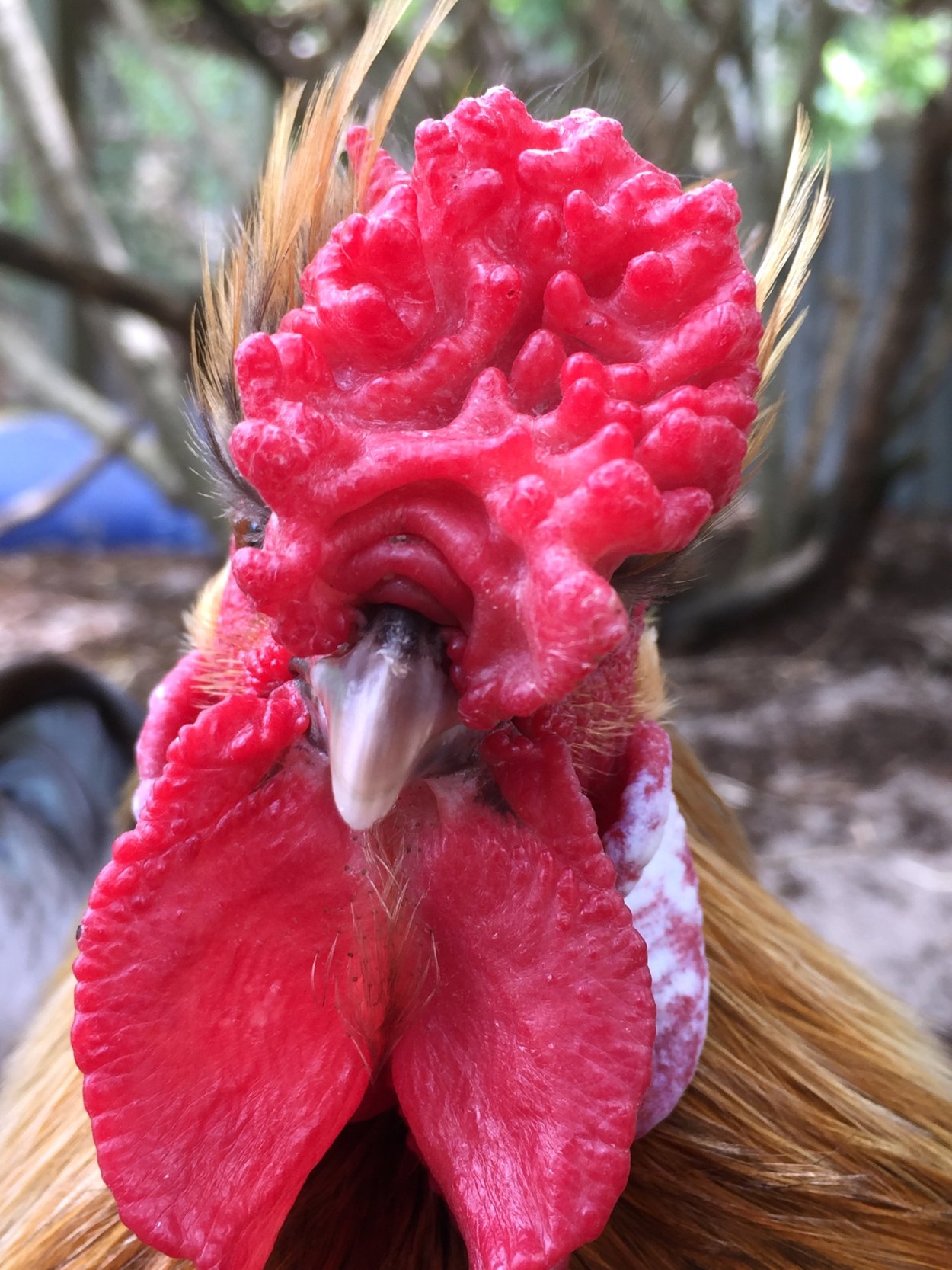 Розовый петух