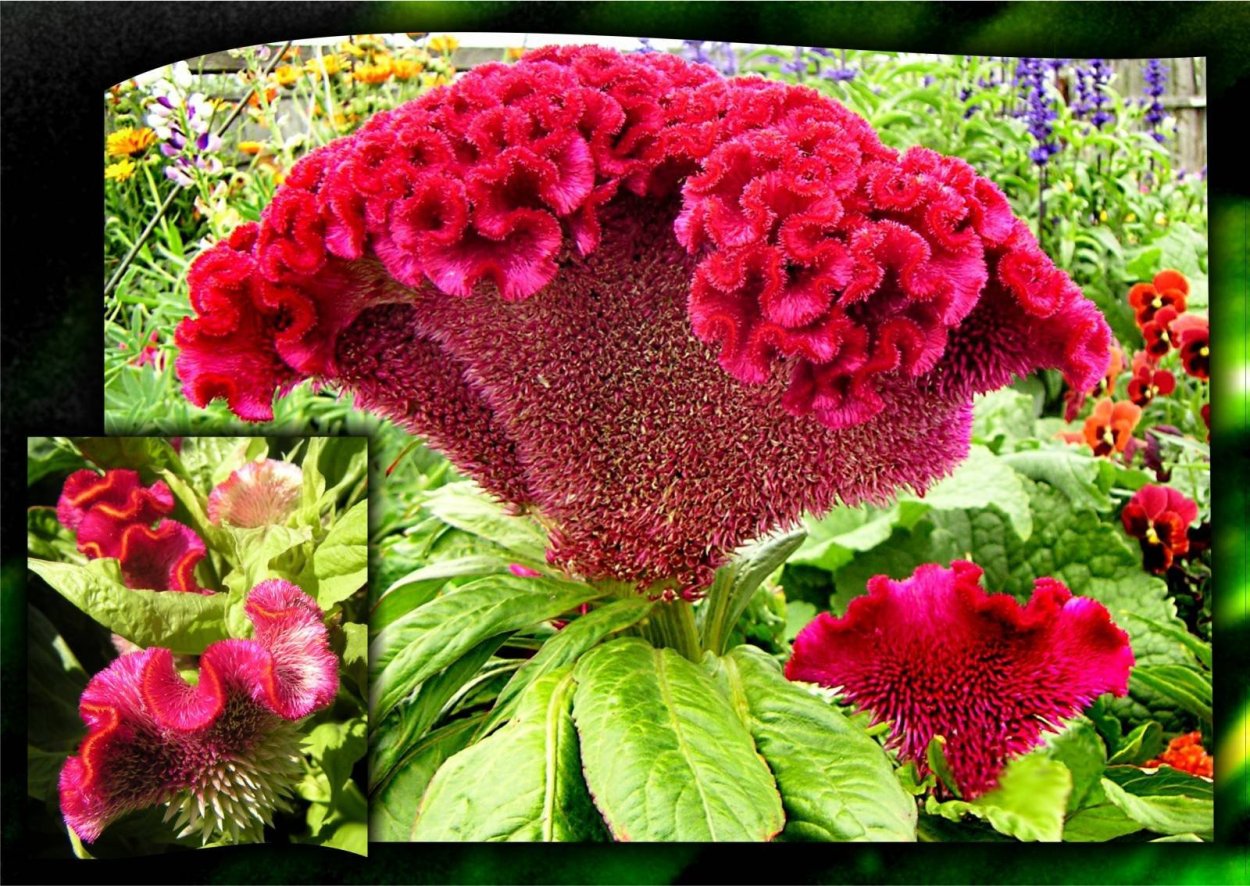 Целозия петушиный гребешок