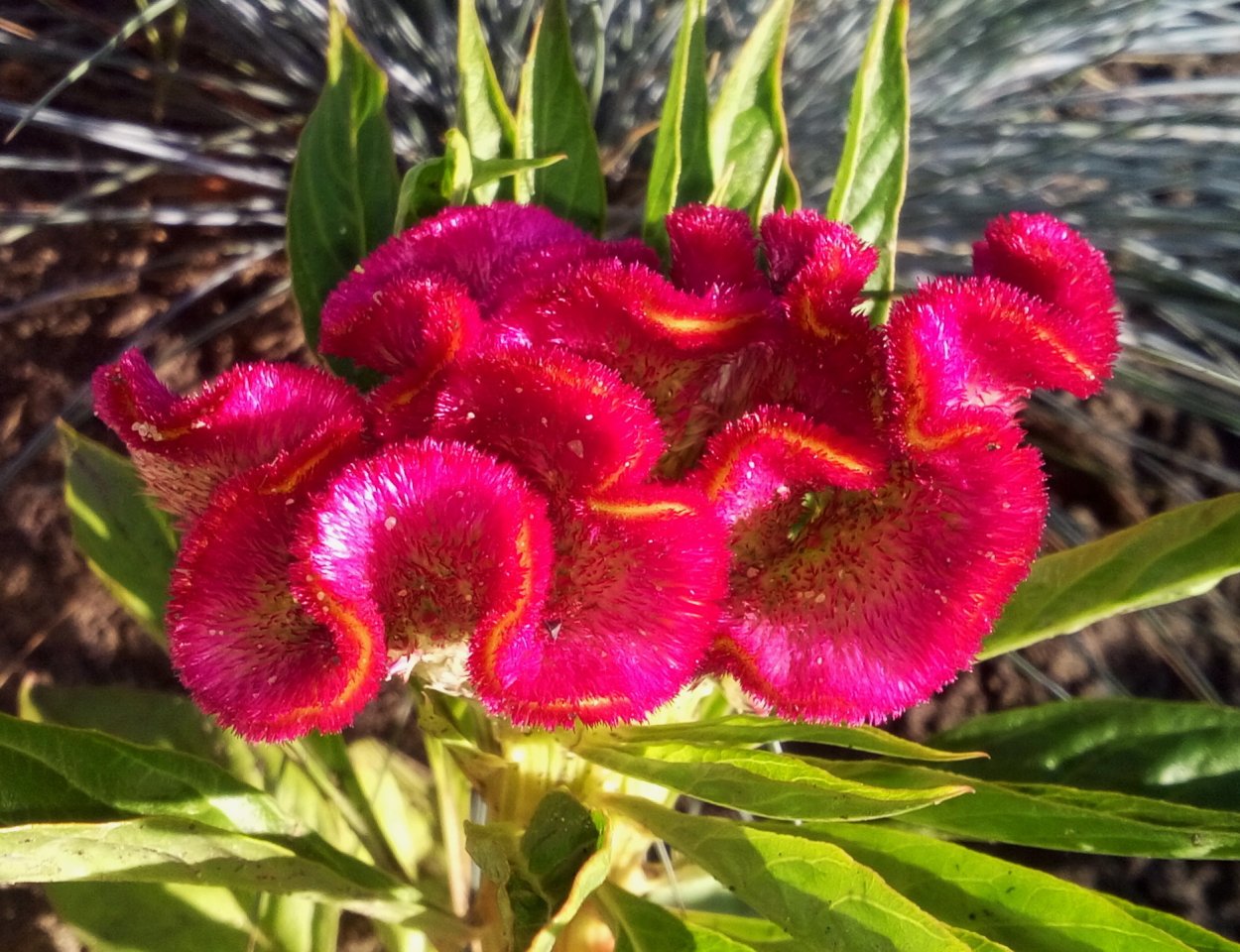 Целозия серебристая гребенчатая