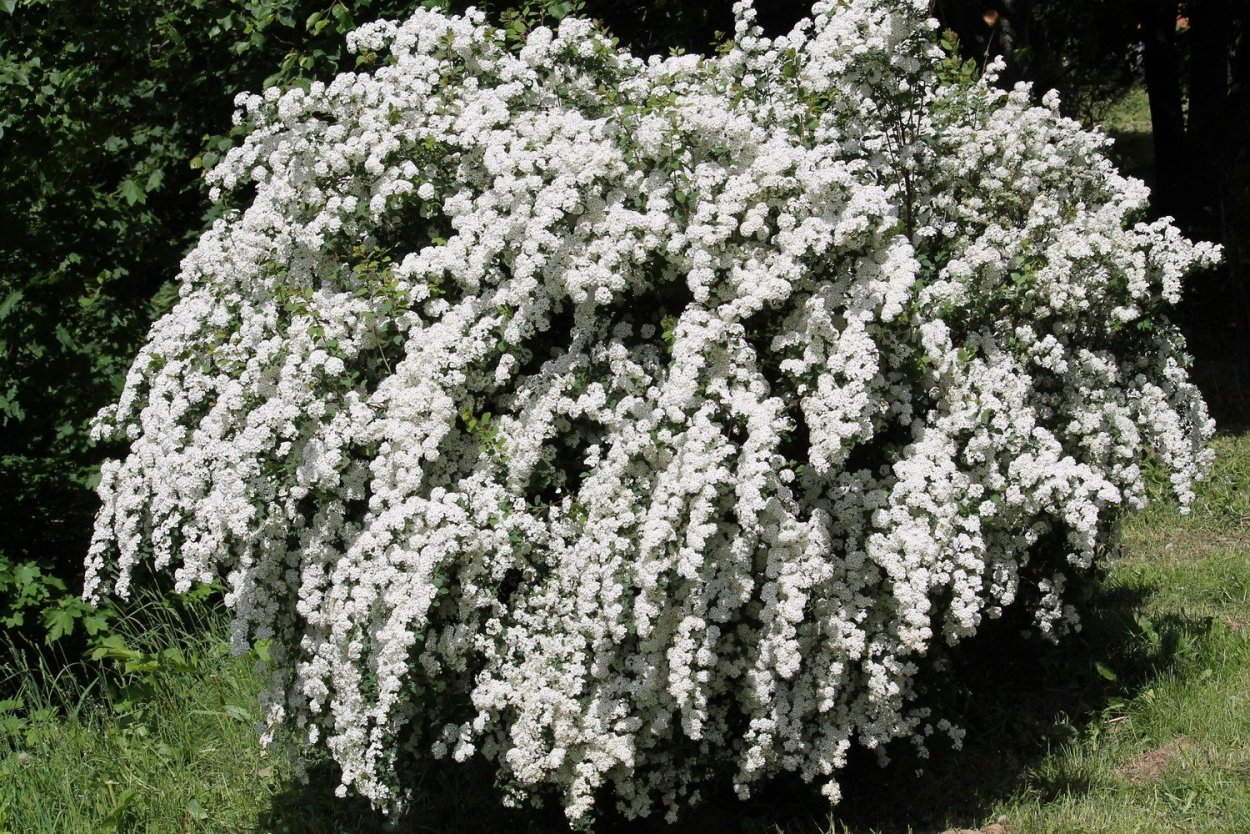 Спирея Вангутта Грефшейм