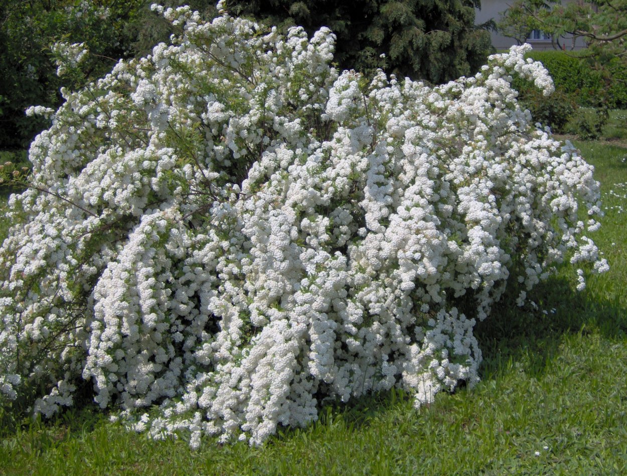 Белый душистый кустарник