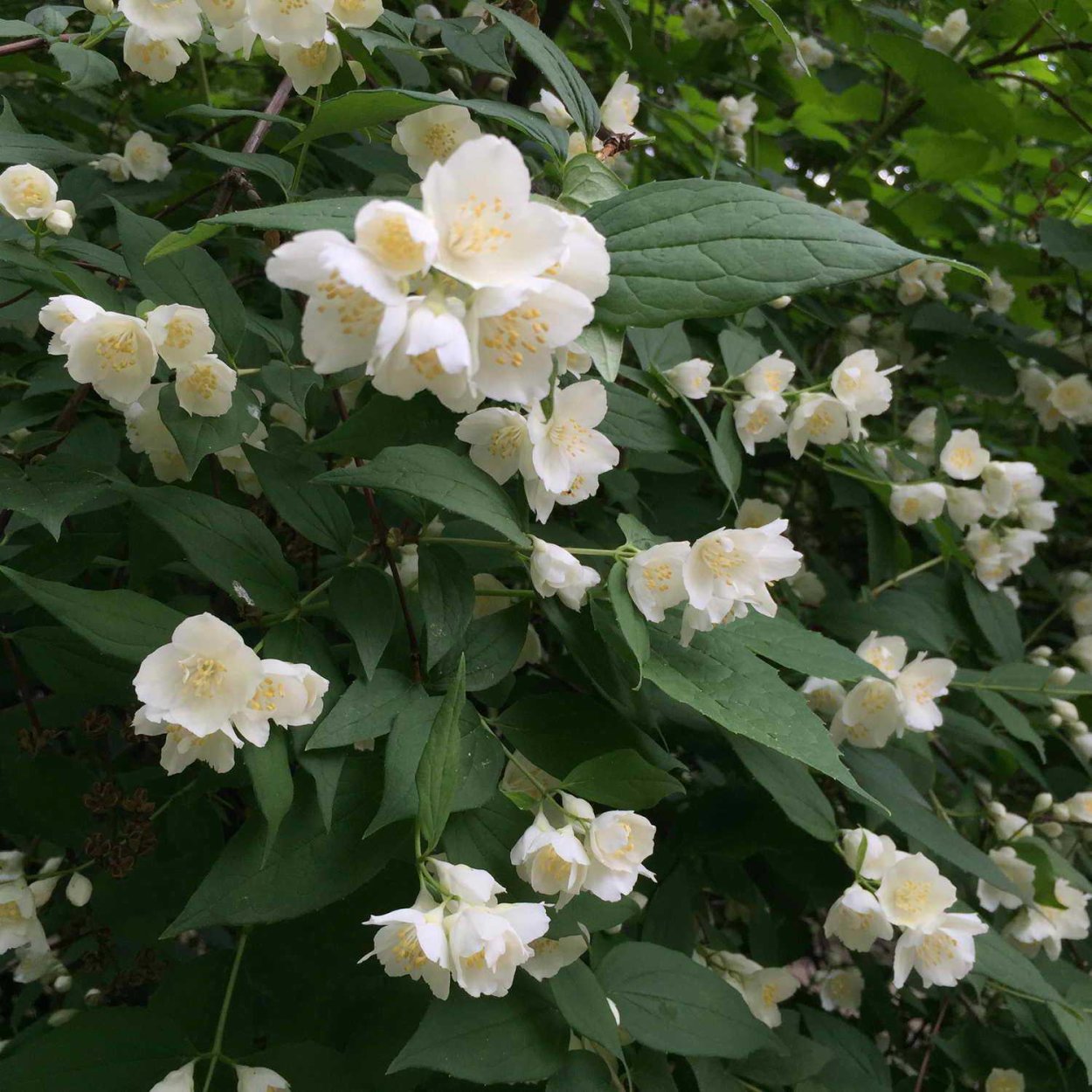 Жасмин садовый чубушник