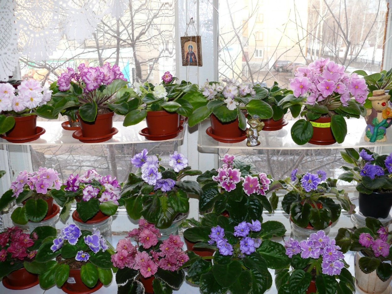 Huron фиалка