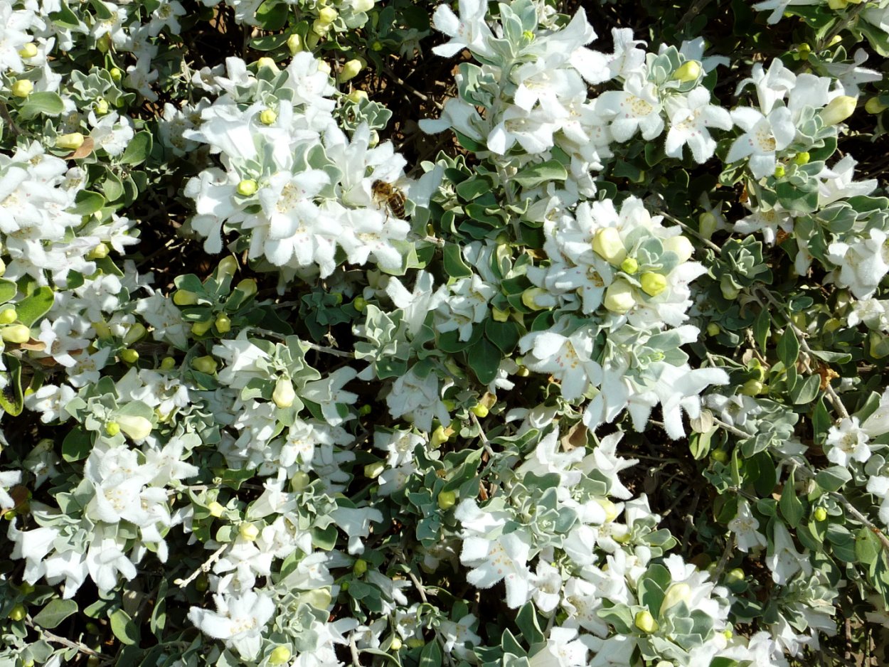 Жасмин мелкоцветущий