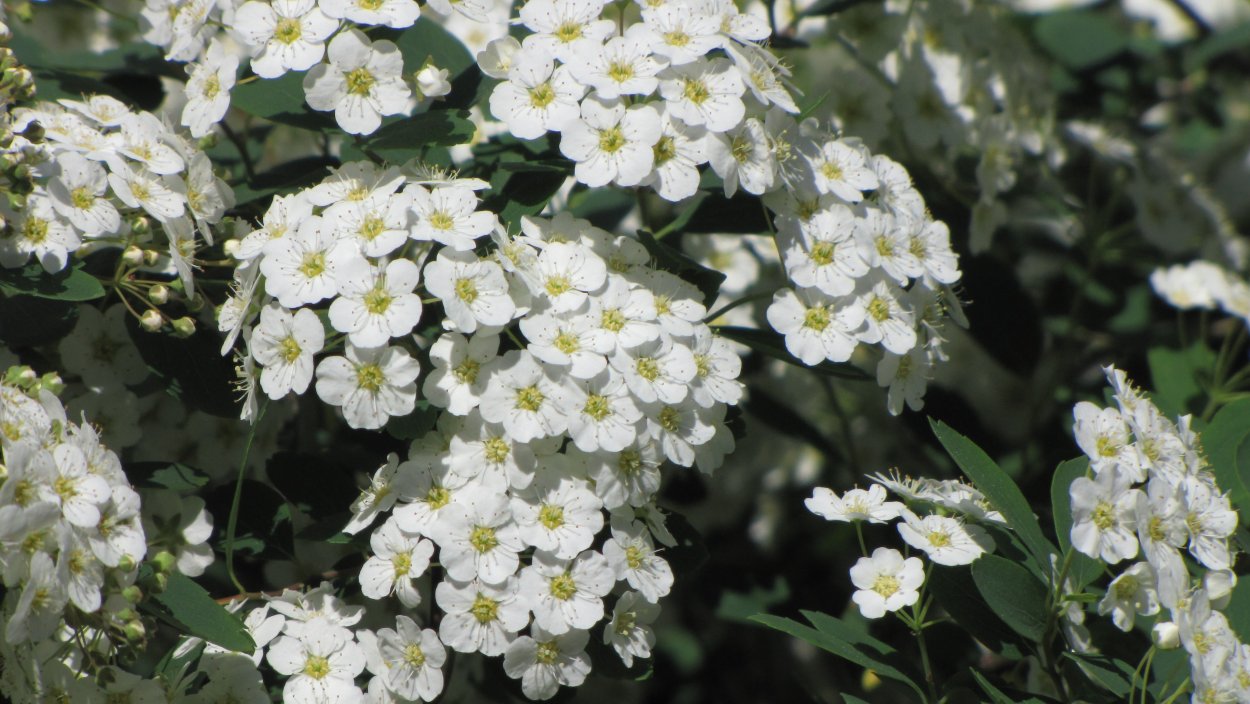 Evergreen Candytuft Bush растение