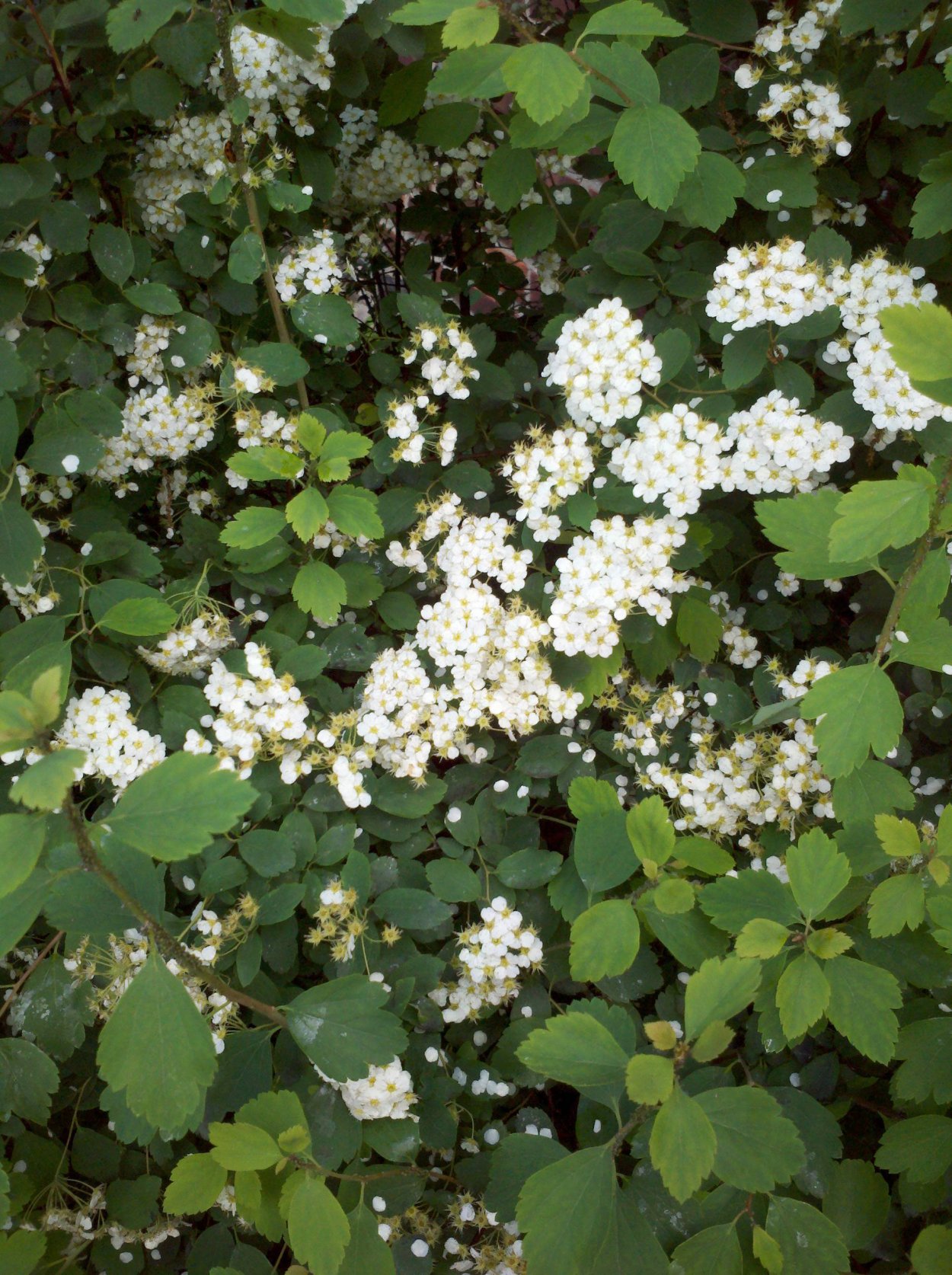 Кустарник Дюринг