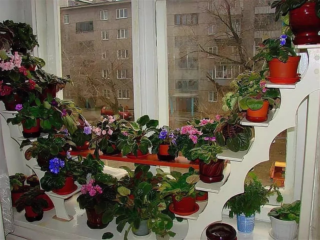 Фиалковое настроение