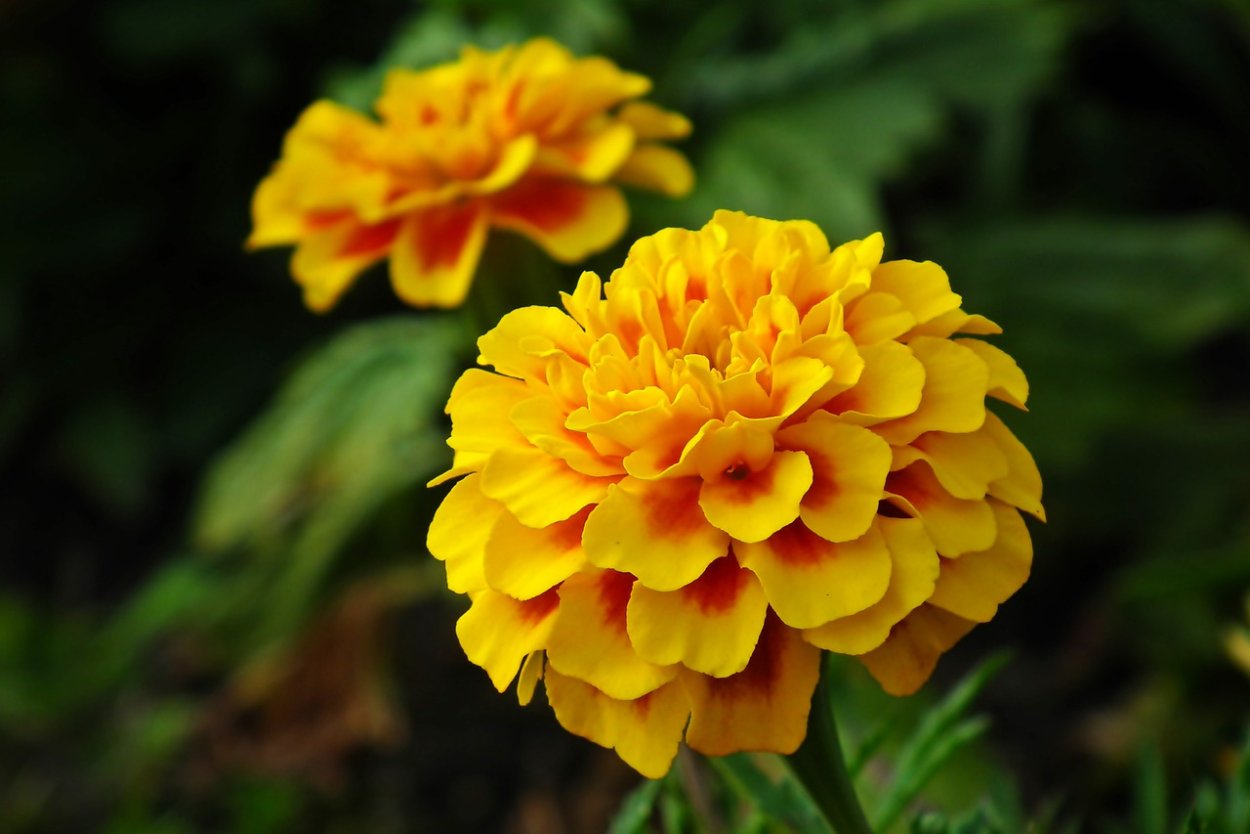 Marigold Edible Flowers