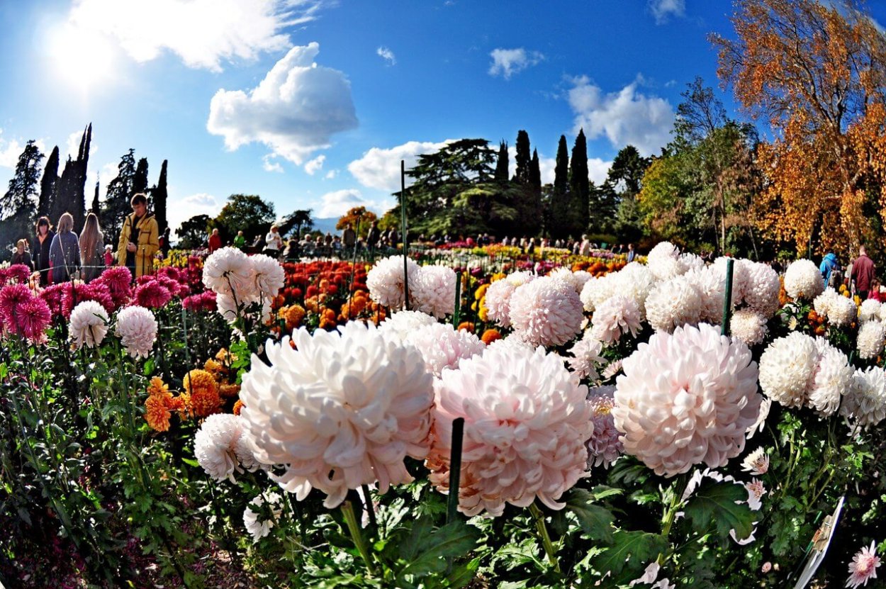 НБС Ялта бал хризантем