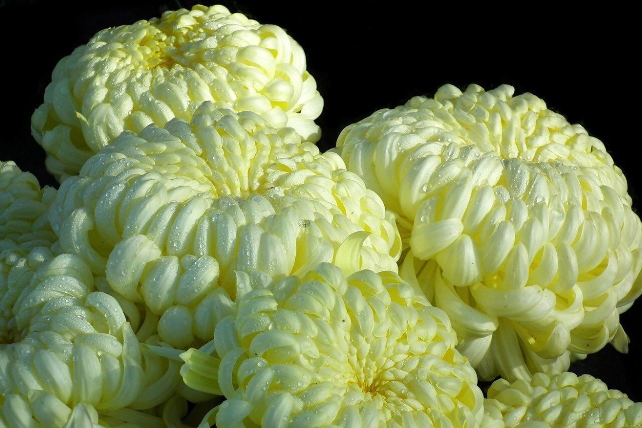 Хризантема Эвелин Буш