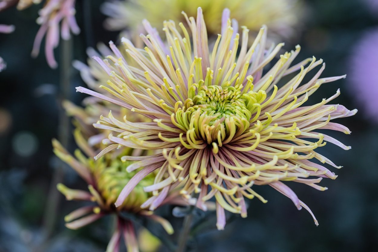 Хризантема Густав