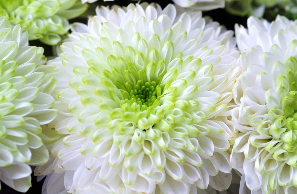 Хризантема Густав