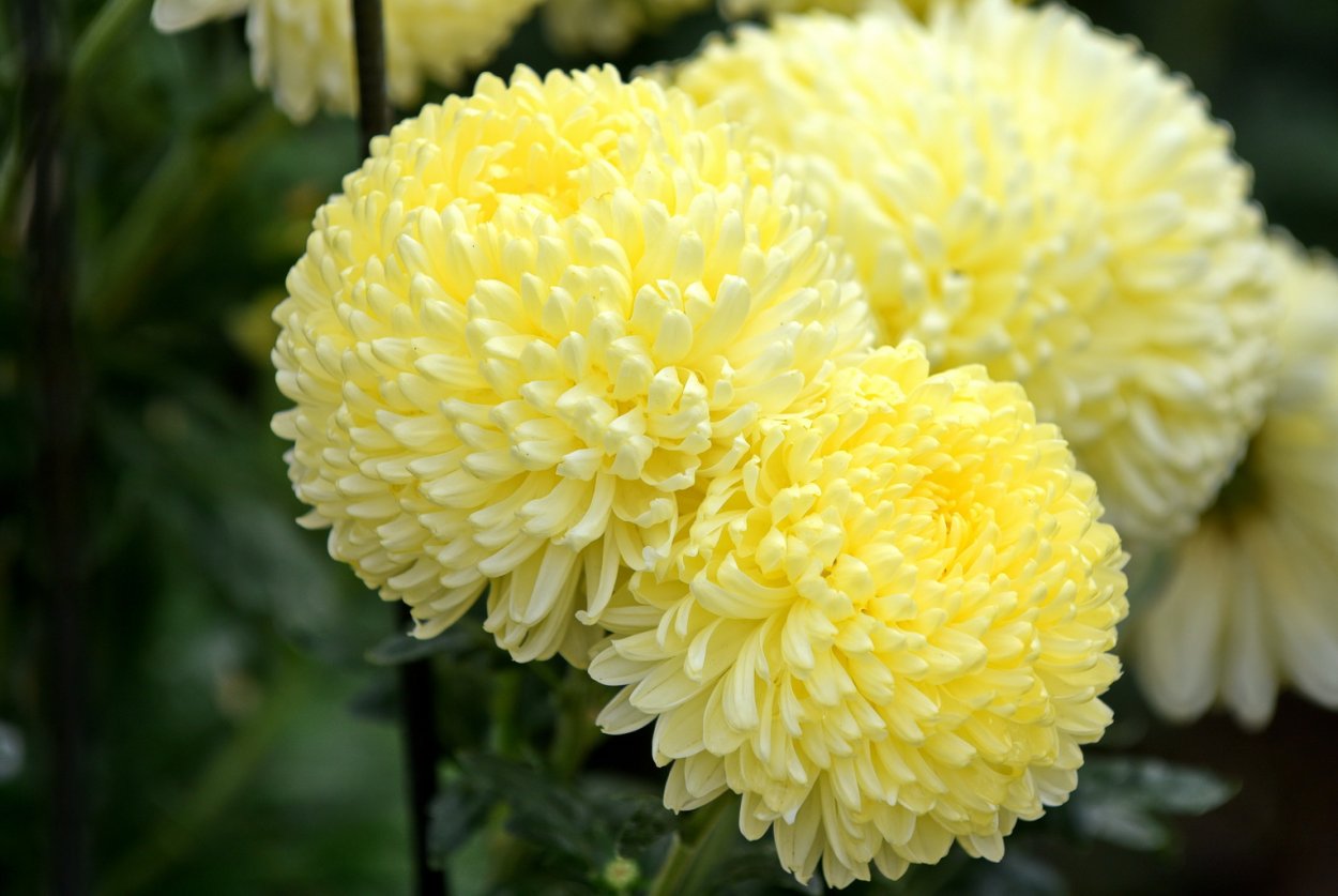 Хризантема Кремист Еллоу