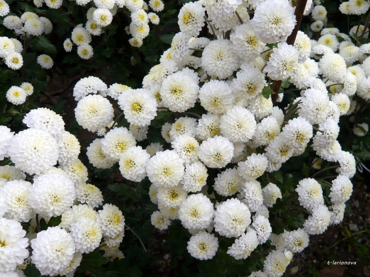Крымская шаровидная Хризантема