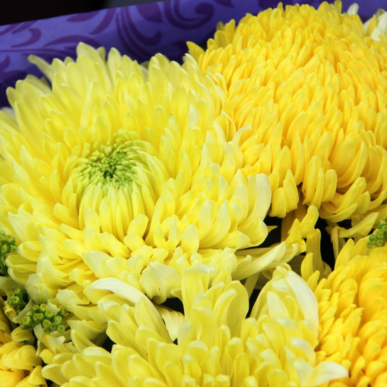 Хризантема одноголовая Регина