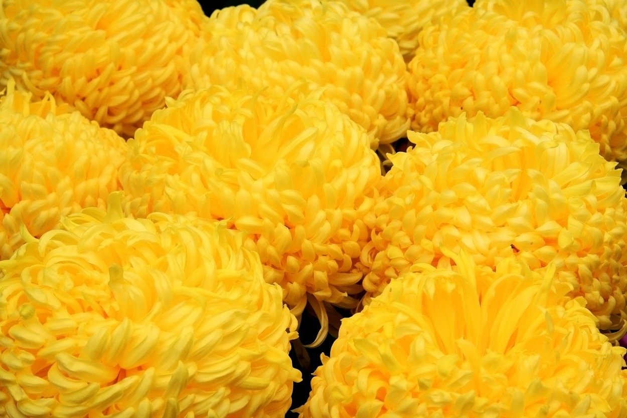 Хризантема Сантини Дория