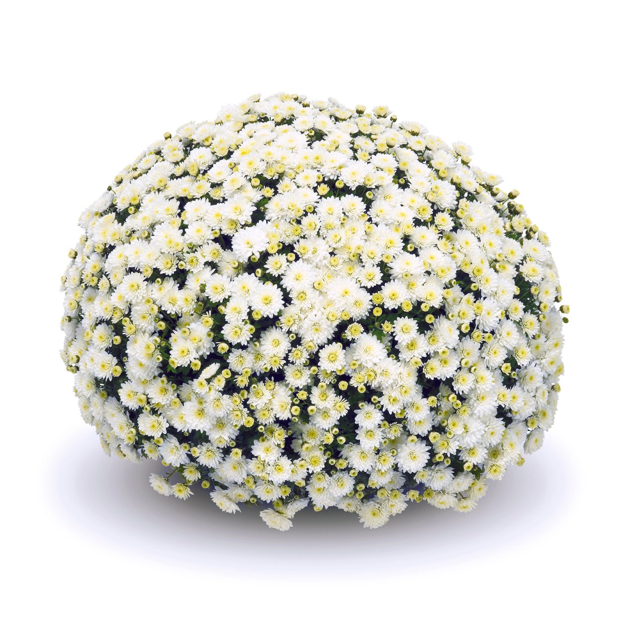 Хризантема Calm White