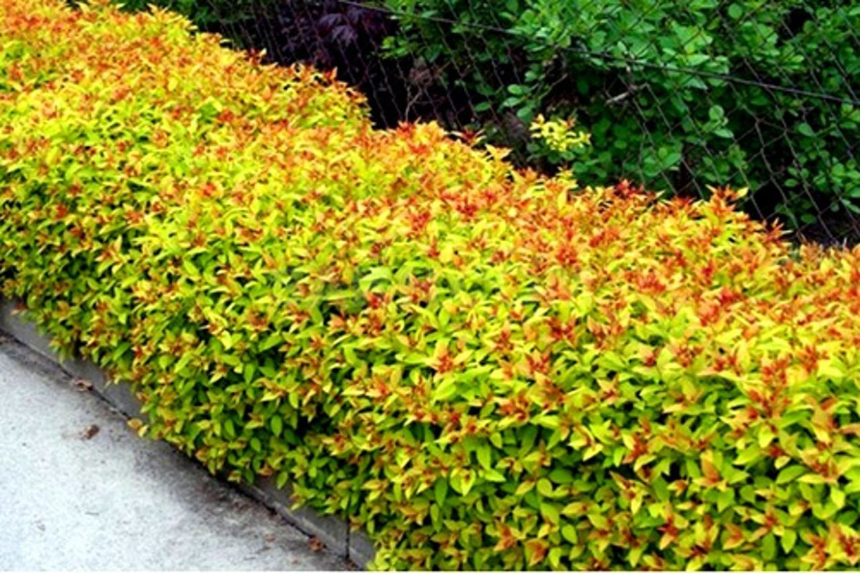 Спирея японская Литтл принцесс изгородь