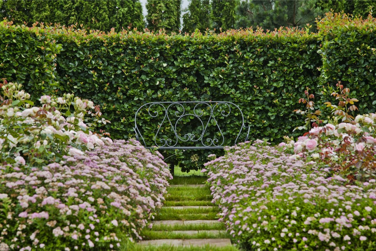 Спирея японская бордюр