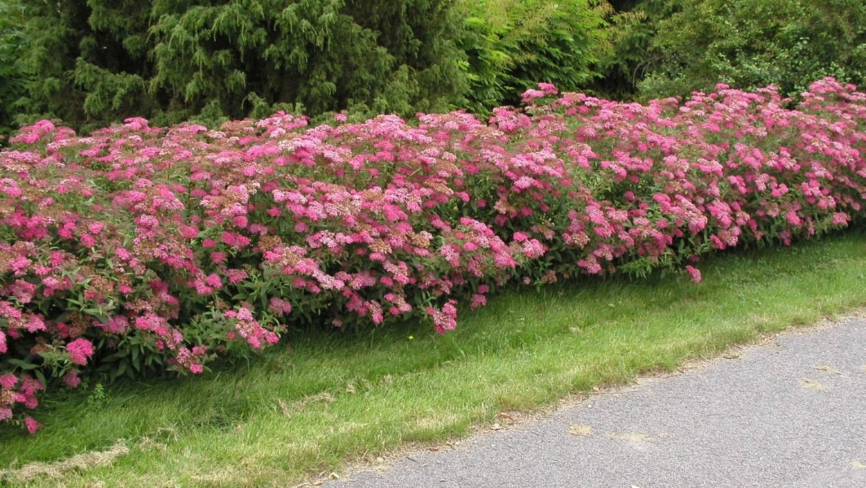 Спирея Froebelii