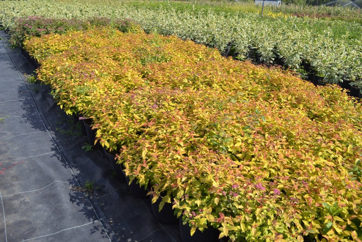 Спирея японская Голдмаунд