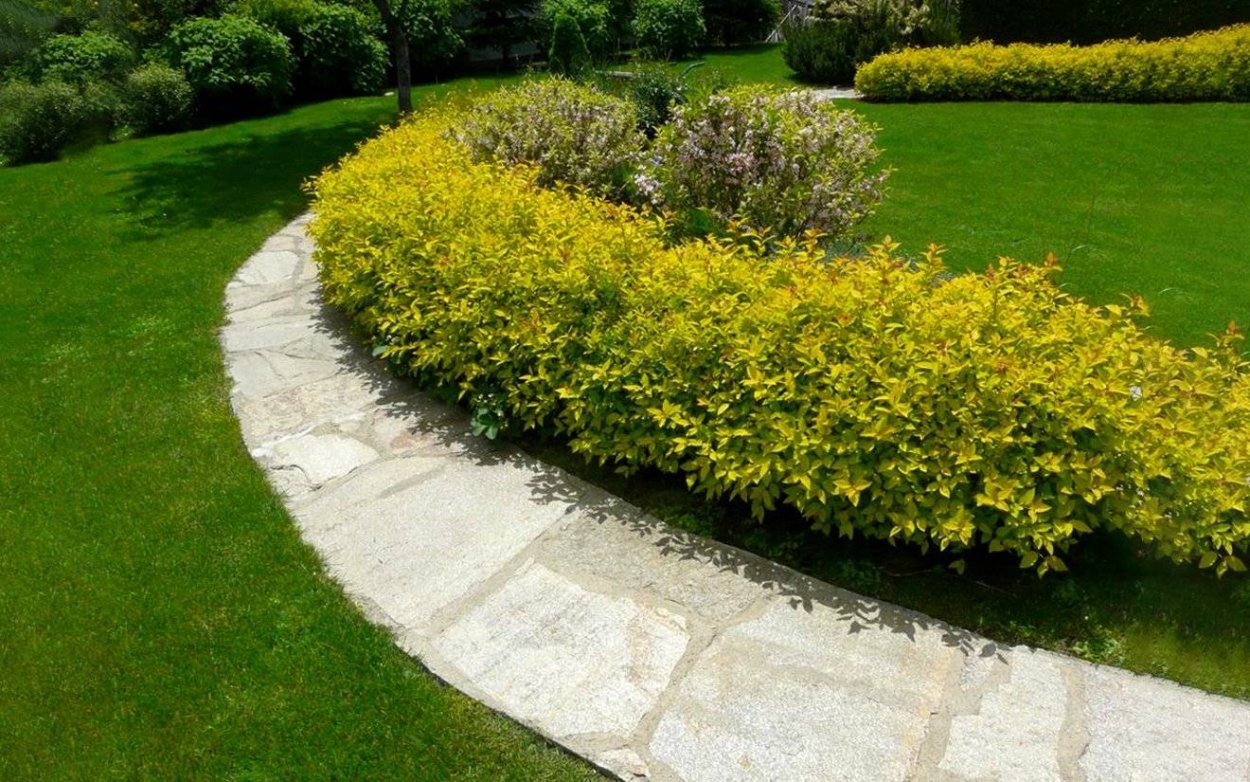 Спирея Голден Флейм