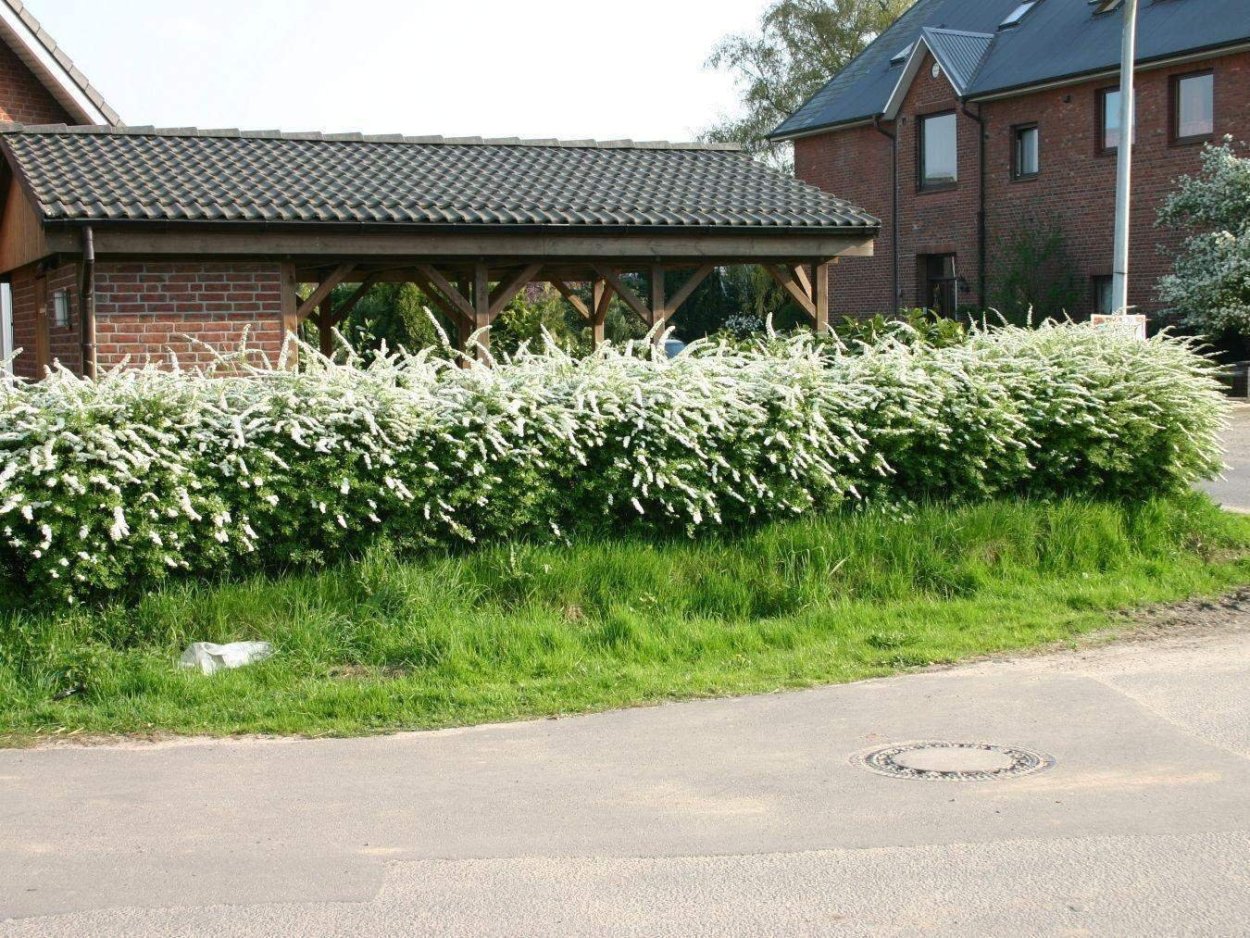 Спирея березолистная Живая изгородь