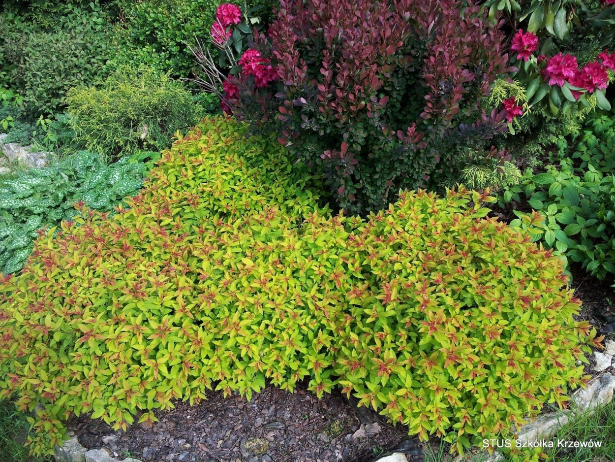 Спирея японская little Princess