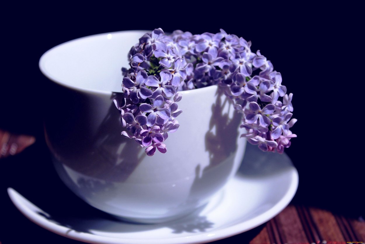 Сиреневое утро кофе