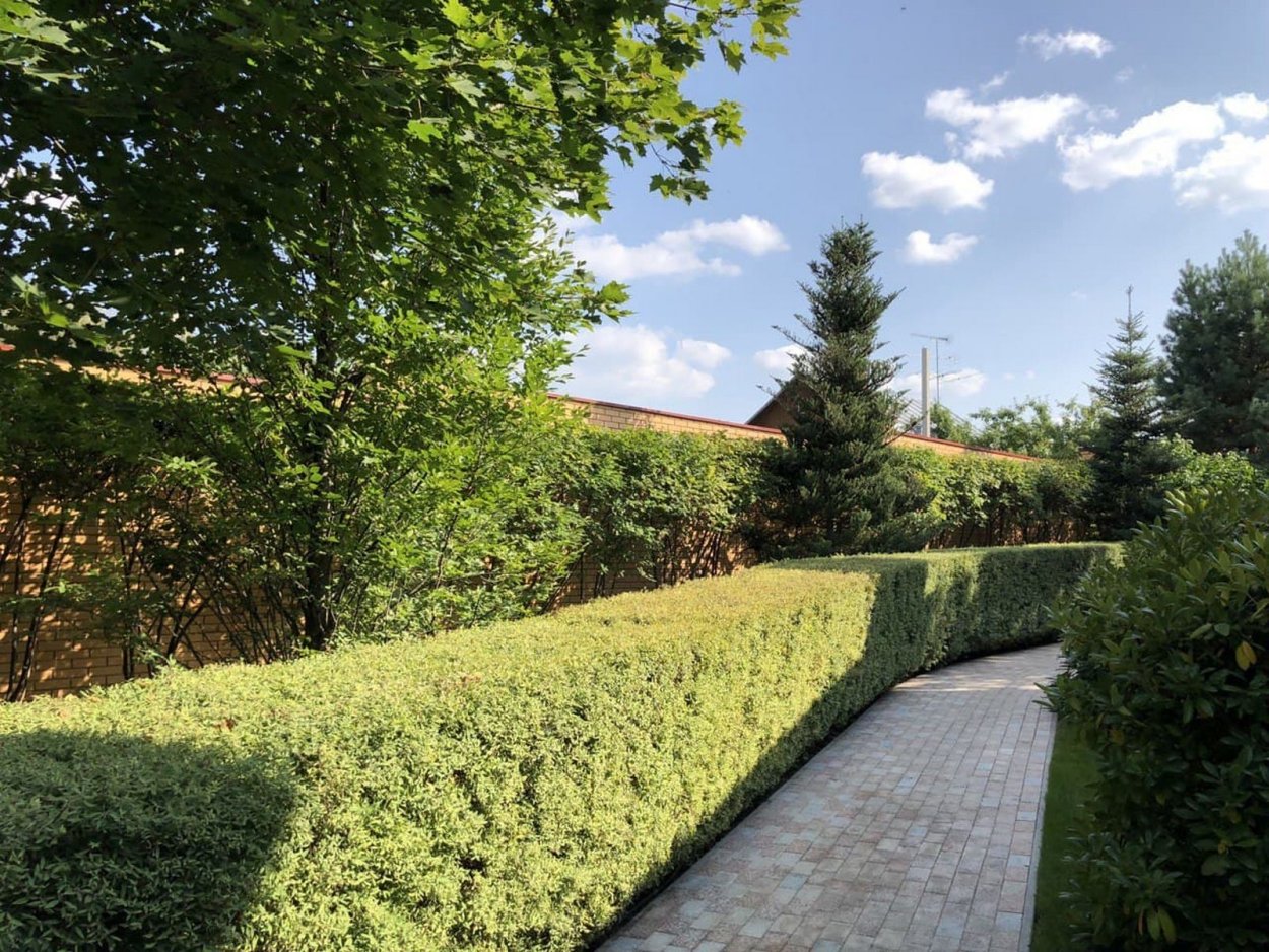 Спирея Голдфлейм изгородь