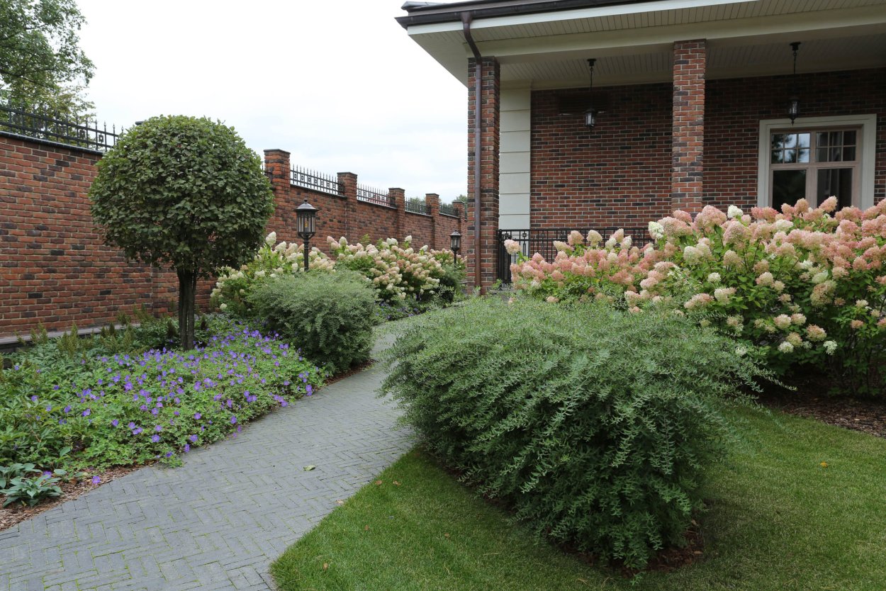 Спирея Альпийская