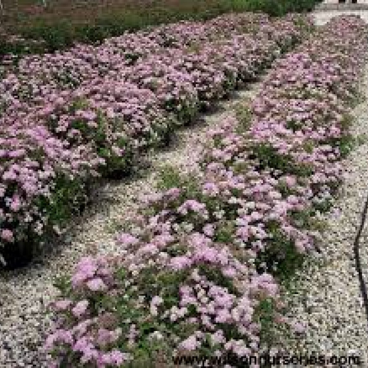 Спирея японская шаровидная