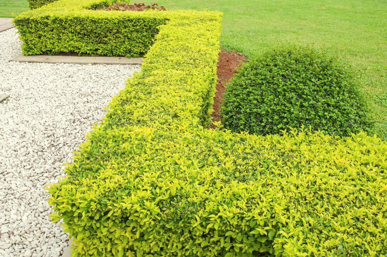 Гортензия Аннабель Живая изгородь