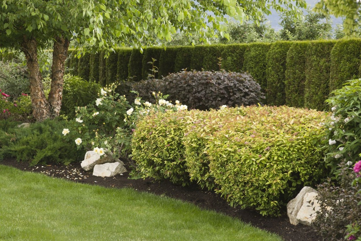 Спирея Голден карпет Живая изгородь