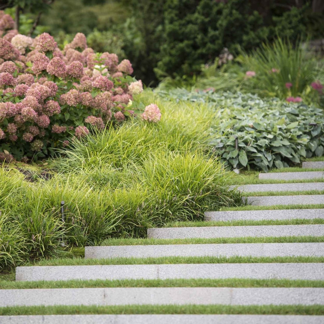 Барбарис Тунберга изгородь