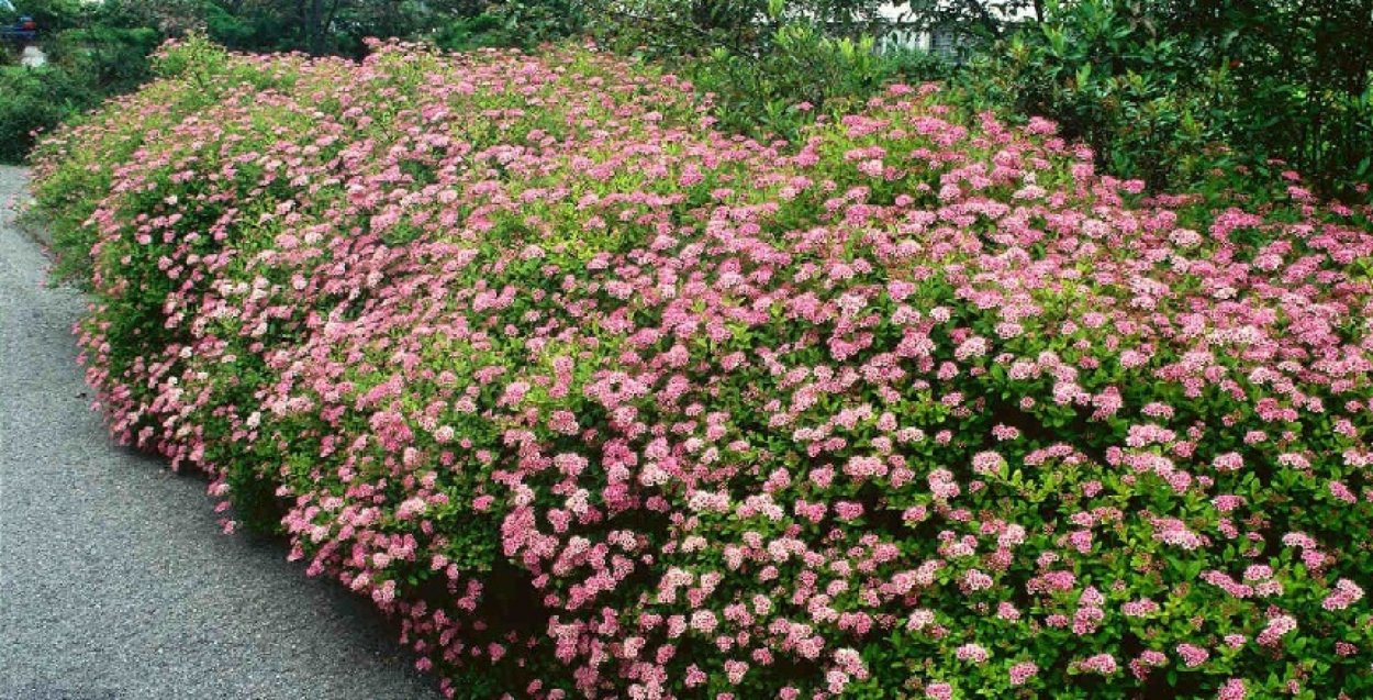 Спирея березолистная Живая изгородь
