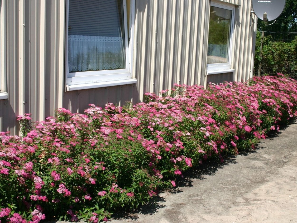 Барбарис, спирея, пузыреплодник