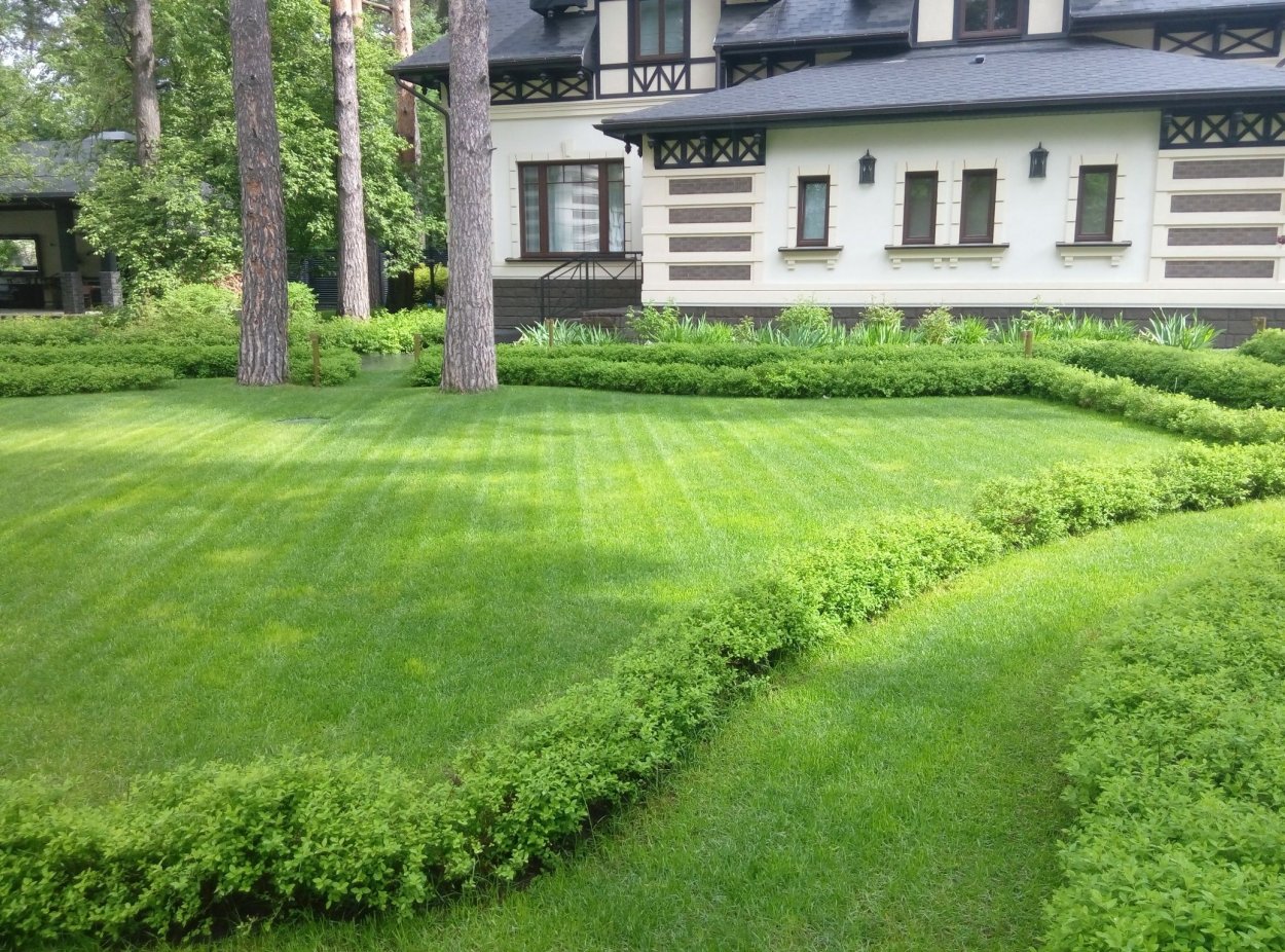 Спирея Джапаниз Дварф