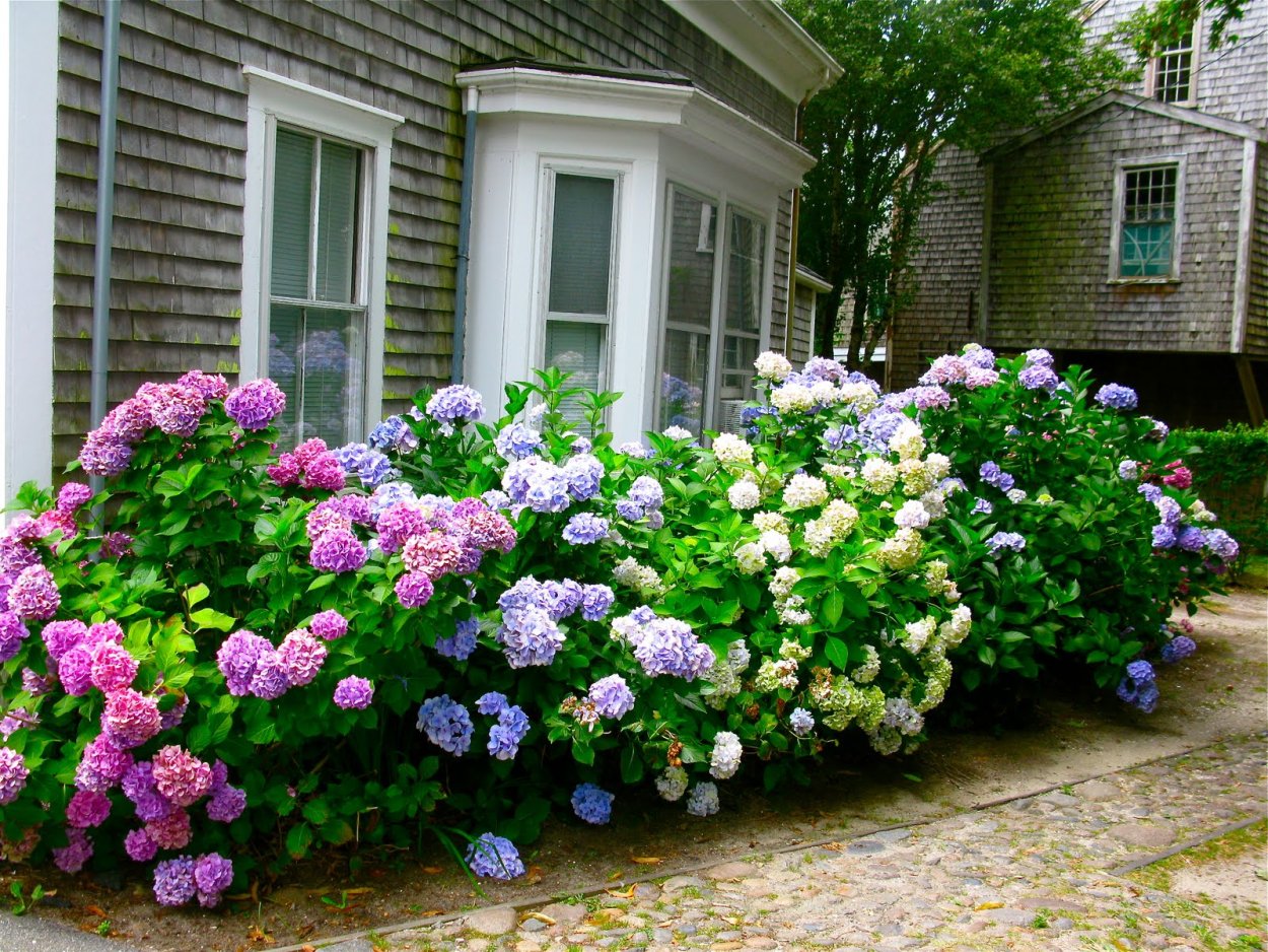 Лук аллиум на клумбе