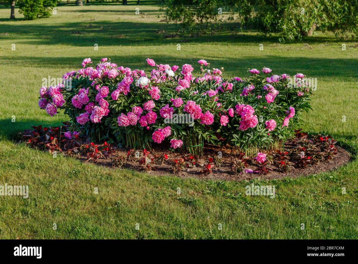 Прямоугольная клумба с пионами