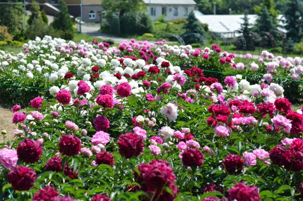 Миксбордер с пионами и гортензией
