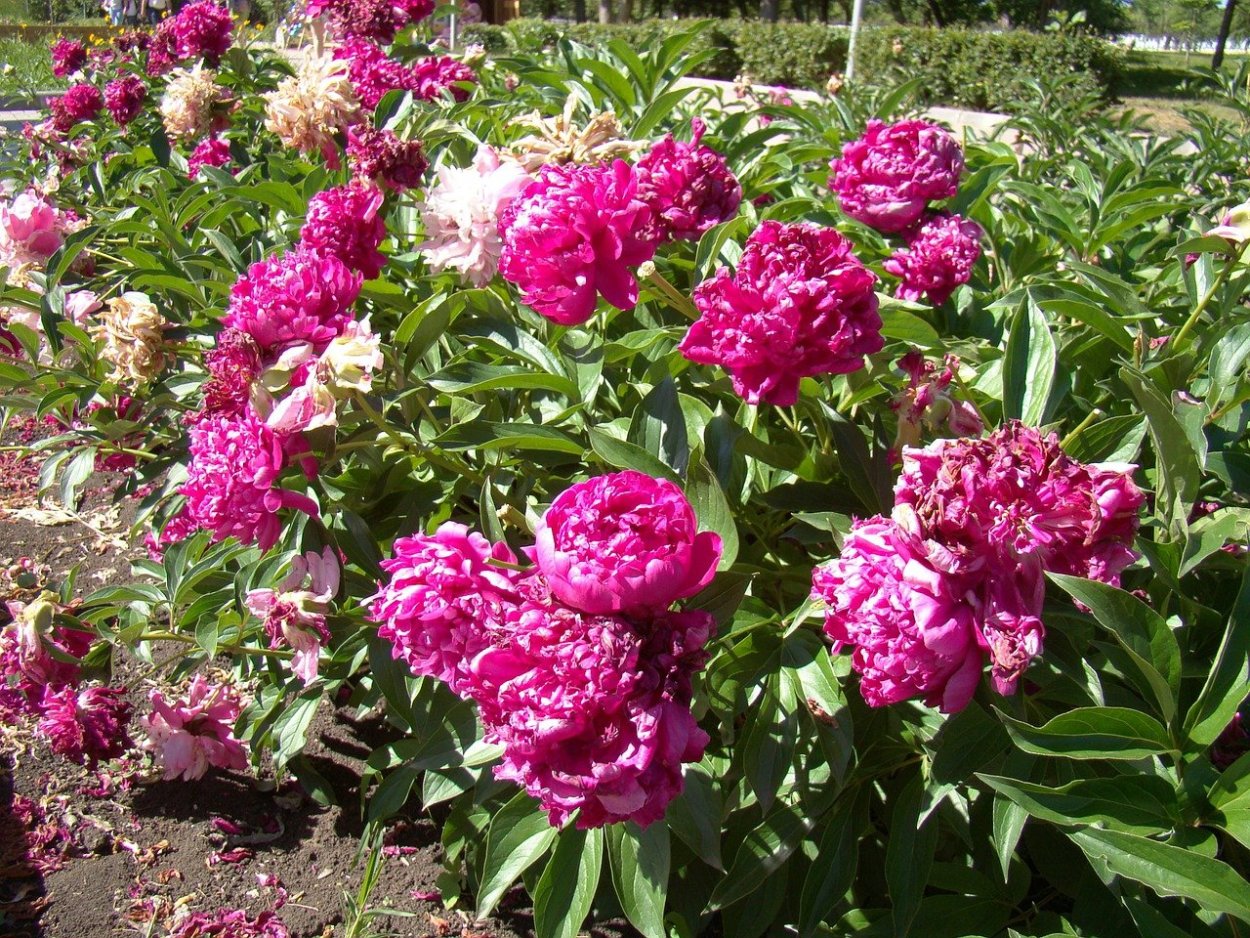 Роза Нозоми Живая изгородь