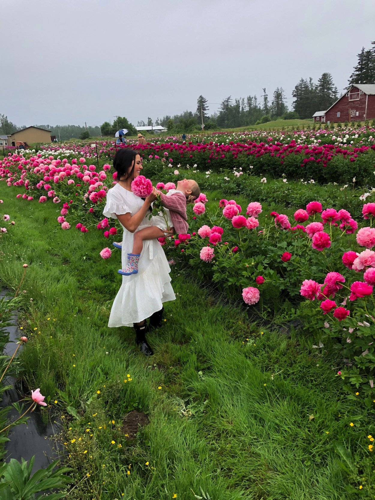 Низкорослые бордюрные георгины многолетние